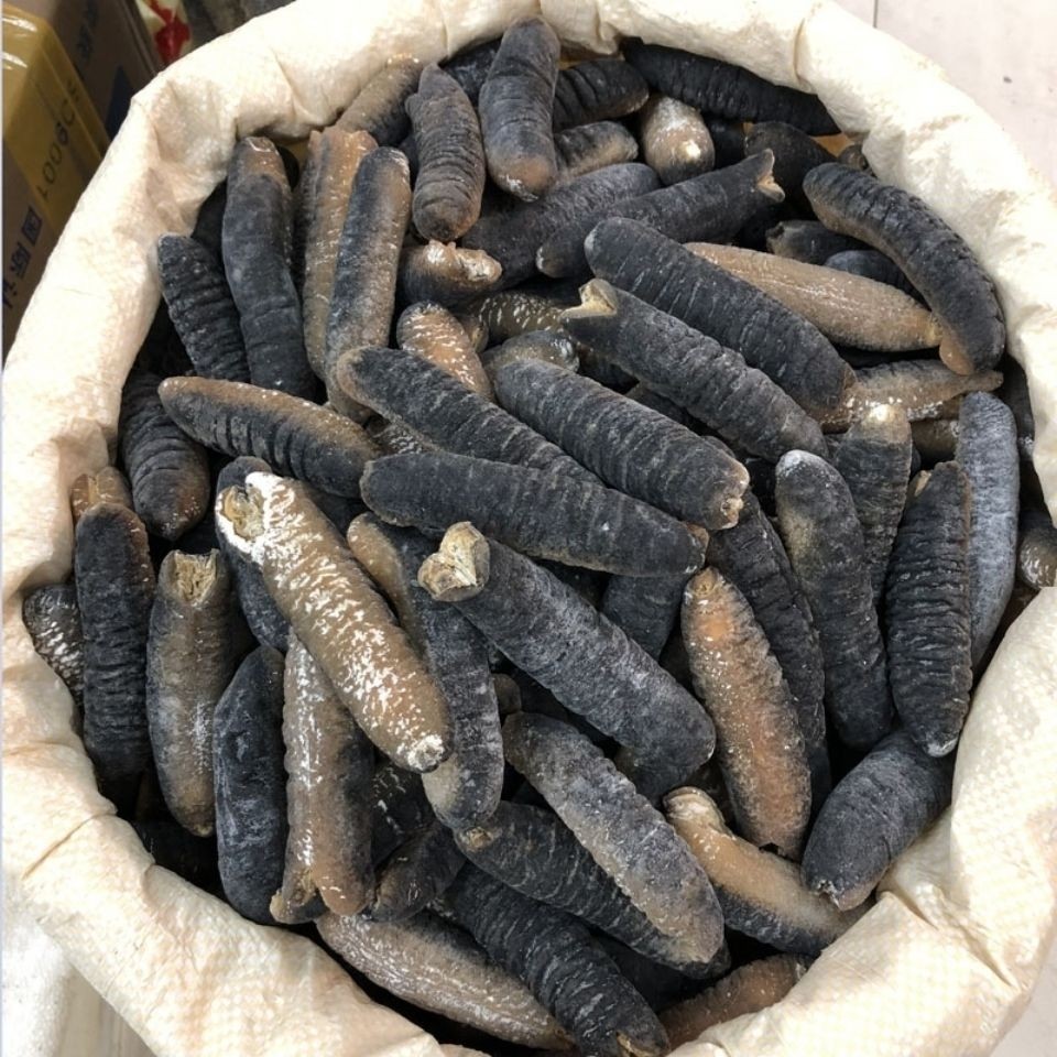 澳洲小明秃参刺王南美美国海参沙秃黄玉干货干品