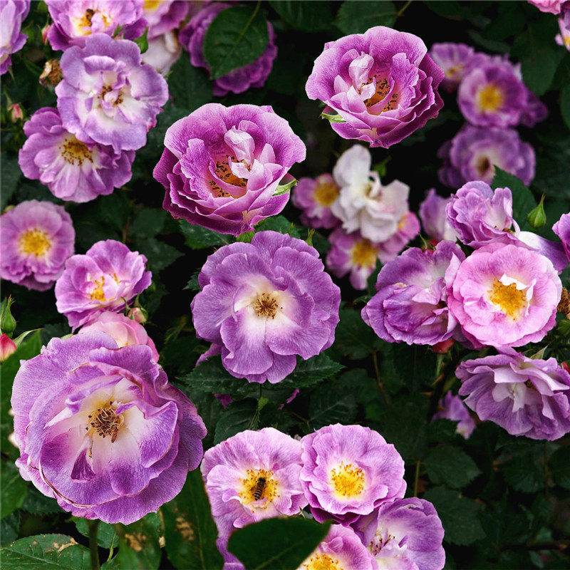 月季月季花花苗蓝梦多头开花阳台浓香玫瑰盆栽花卉