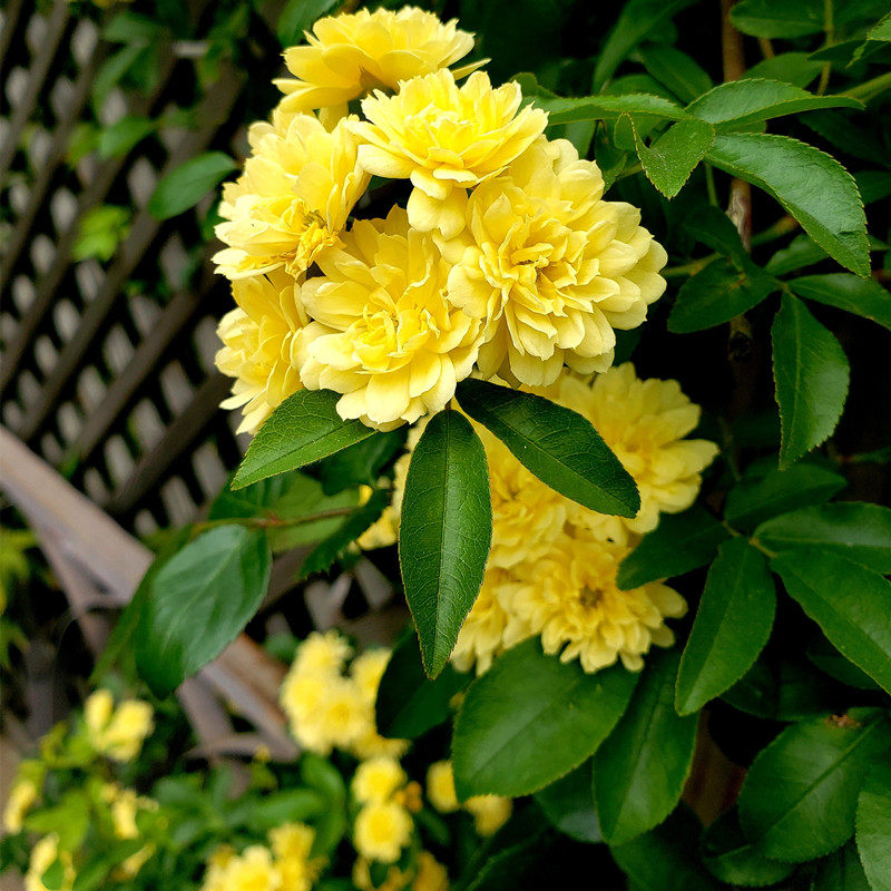 红木盆栽木香黄木香花卉攀爬花苗香花月季花月季时令草本花卉