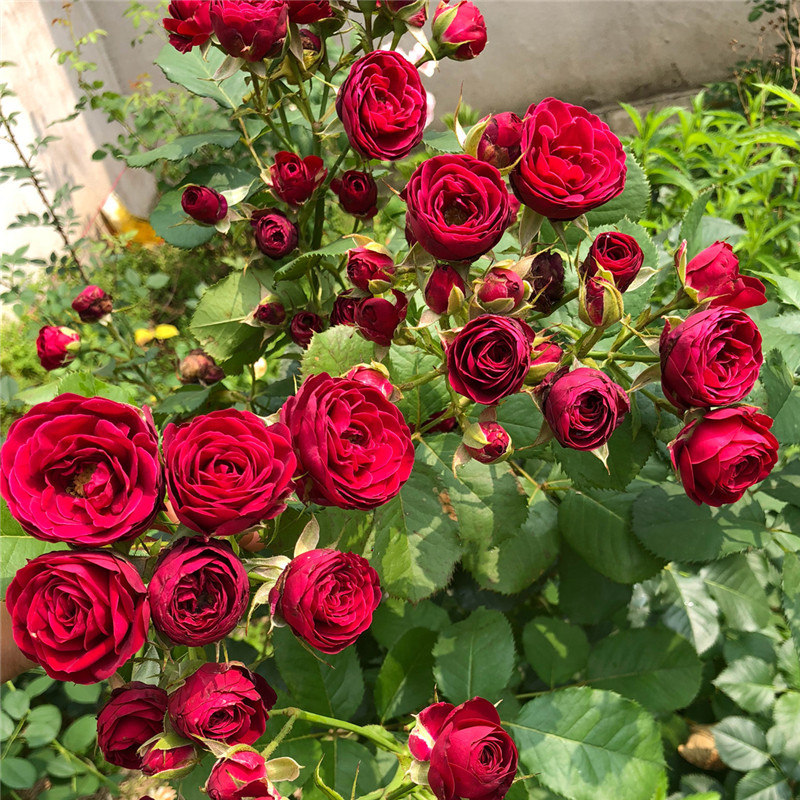 蕾丝红色盆栽月季花多头月季花清香阳台玫瑰玫瑰花花卉