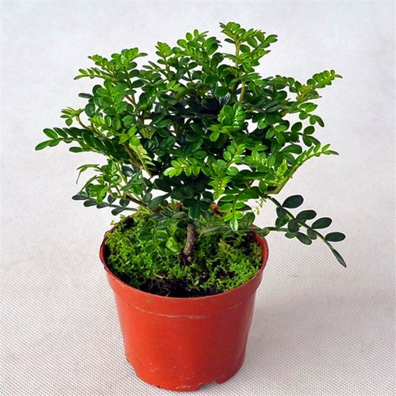 办公室迷你植物小型绿植盆栽清香木四季常青美观绿植