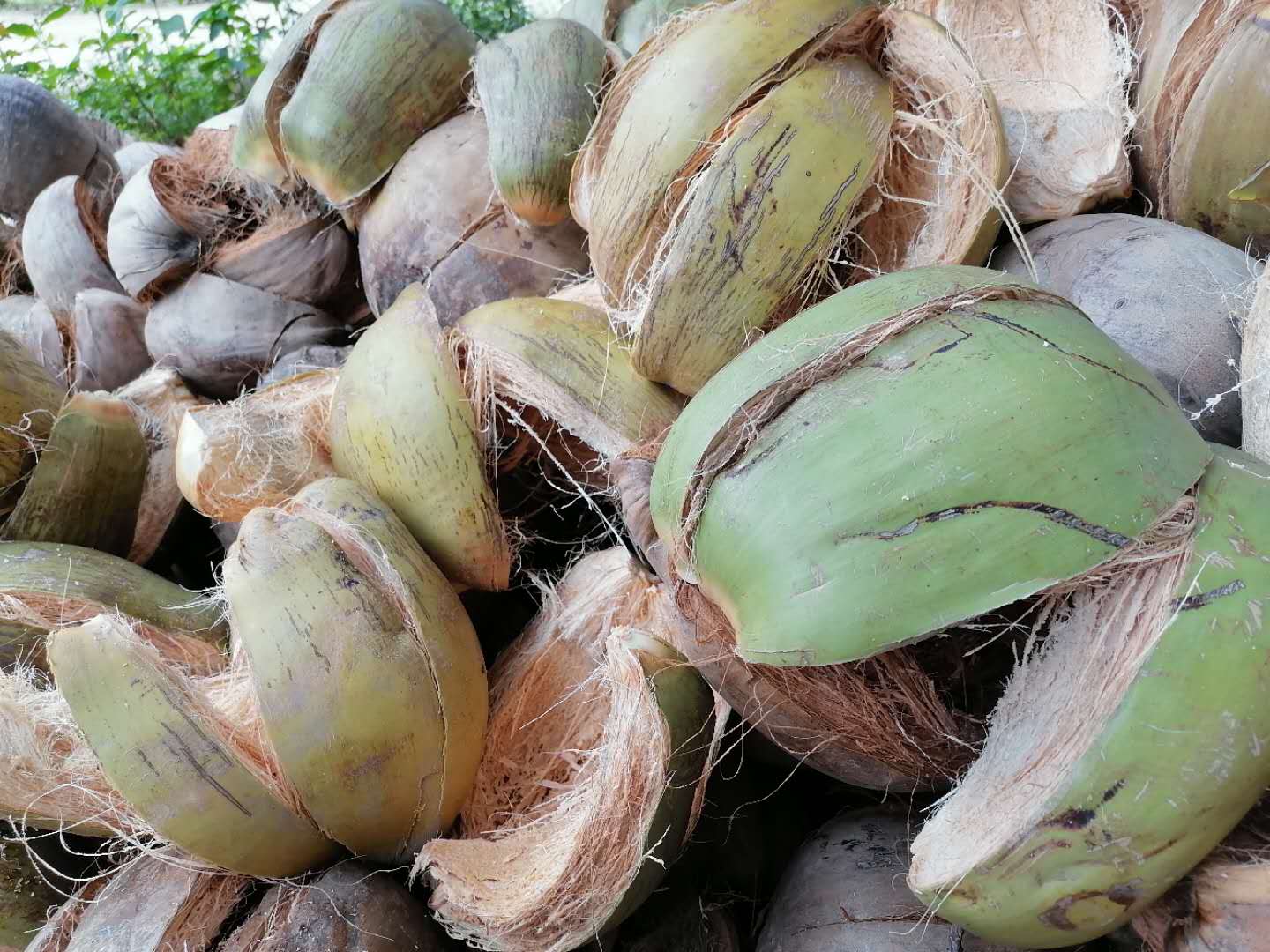 椰子皮自制椰糠图片