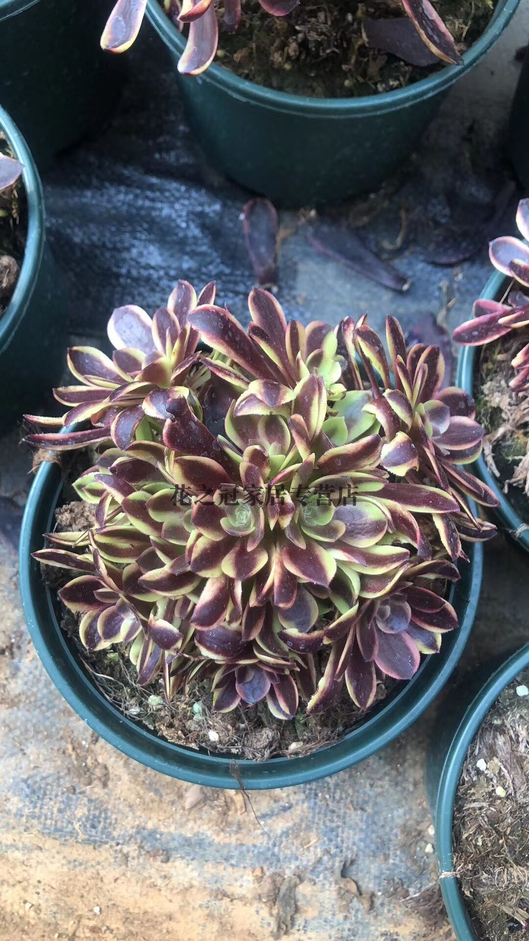 多肉植物稀有货欧佳丽欧佳莉欧嘉丽三仙三圣多肉植物