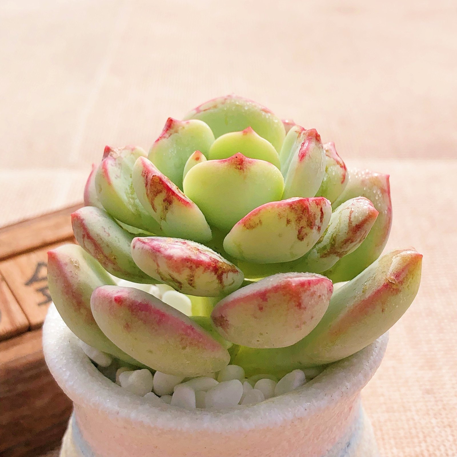 香草比斯多肉植物群生杆子一物一拍老桩多头多肉植物