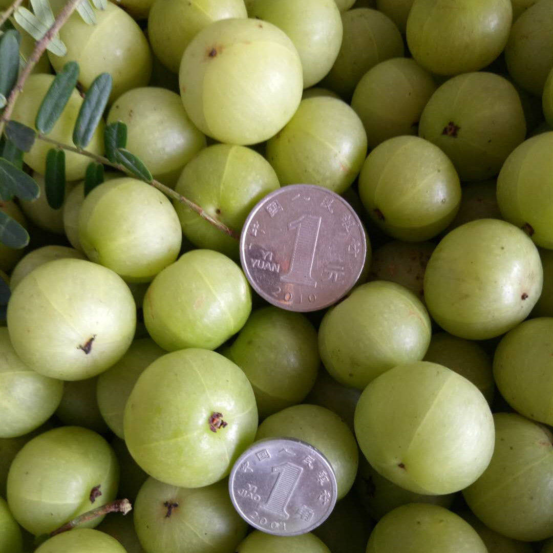 孕妇腌制煲汤橄榄油柑酸水果余牛甘2斤果现其它