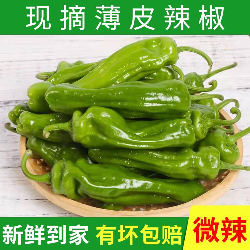 现摘5斤新鲜辣椒薄皮虎皮青椒微辣泡椒蔬菜辣椒