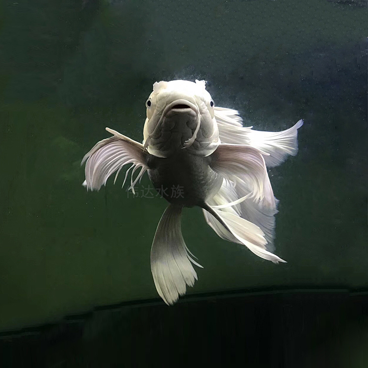 蝴蝶正宗石膏赛级彩色白彩色淡水台湾冷水鲤鱼鱼