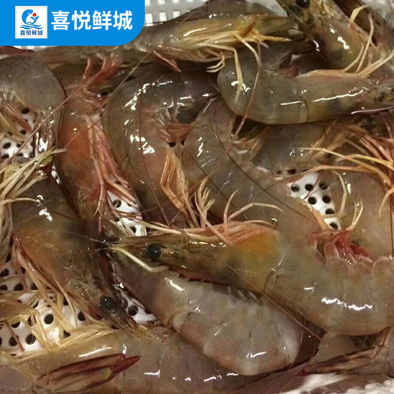 湛江野生大明鲜活特大洲明超大对虾冻虾广东省冻虾