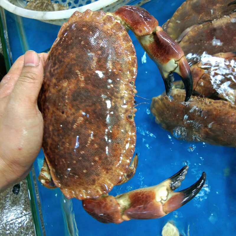 2斤一只超大鲜活面包活体黄金爱尔兰发财蟹大黄金蟹