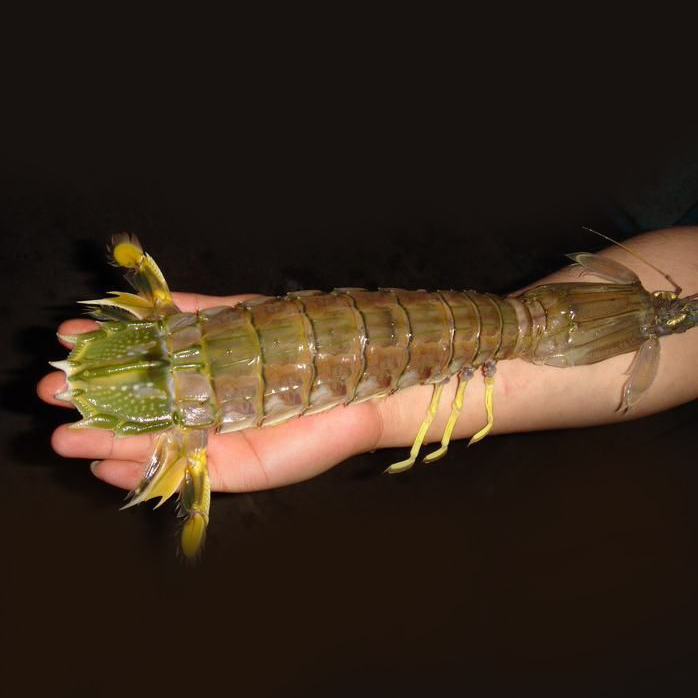 超大48两皮皮虾泰国鲜活巨型琵琶活体濑尿大个活虾