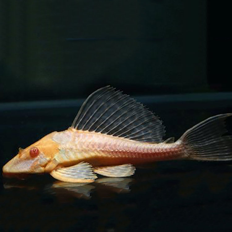 黄金红眼女王清道夫大帆女皇活体垃圾异型热带鱼