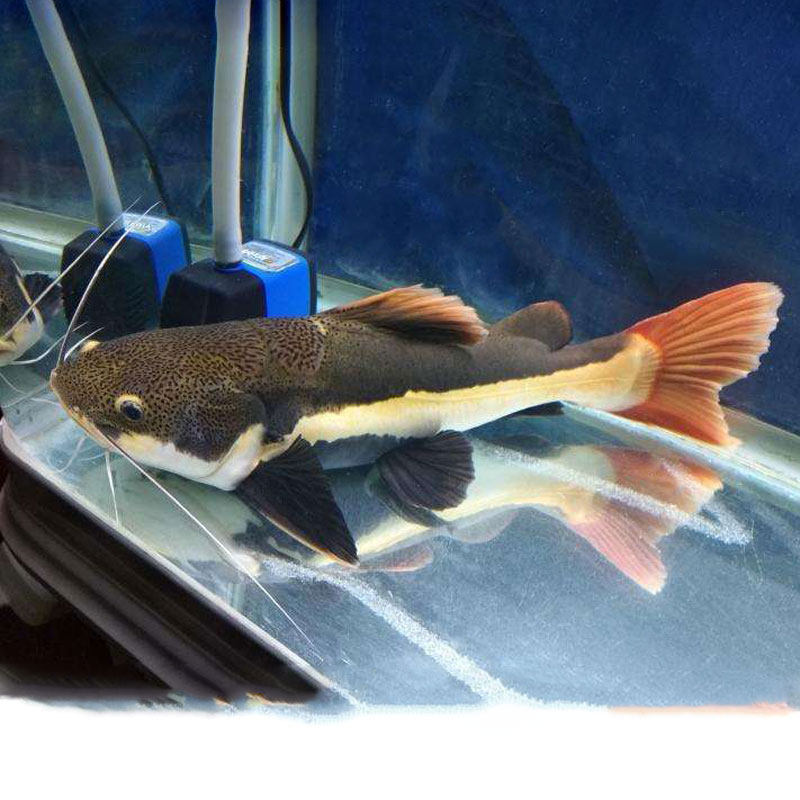 招财猫龙鱼观赏鱼大型热带鱼金猫黄金猫清洁鲶鱼鲸红尾鱼