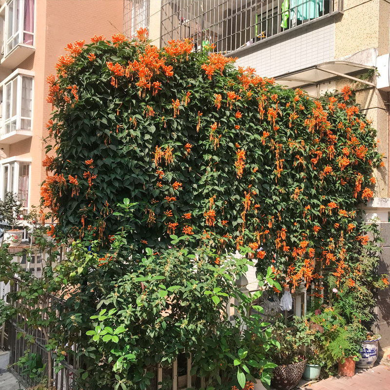 炮仗凌霄爬藤植物鞭炮花围墙花爆竹花庭庭院时令草本花卉