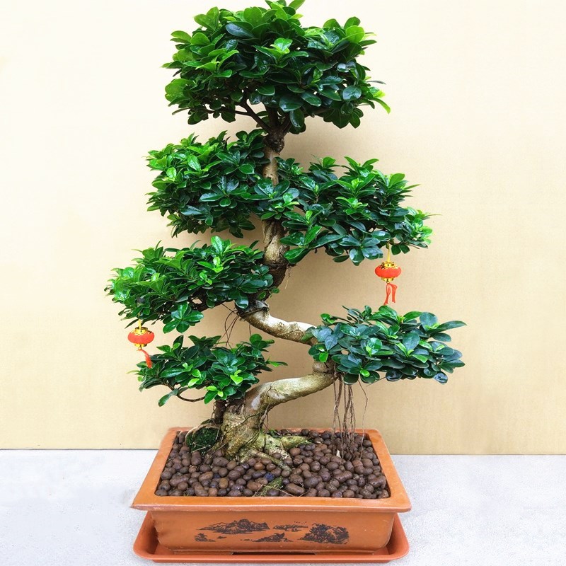 大型小叶榕树盆景植物气根树桩老桩造型室内绿植