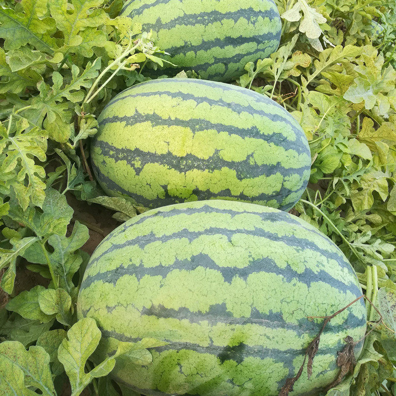 西农八号西瓜种子高糖大春季瓜果种籽西北农业大学家庭园艺种子