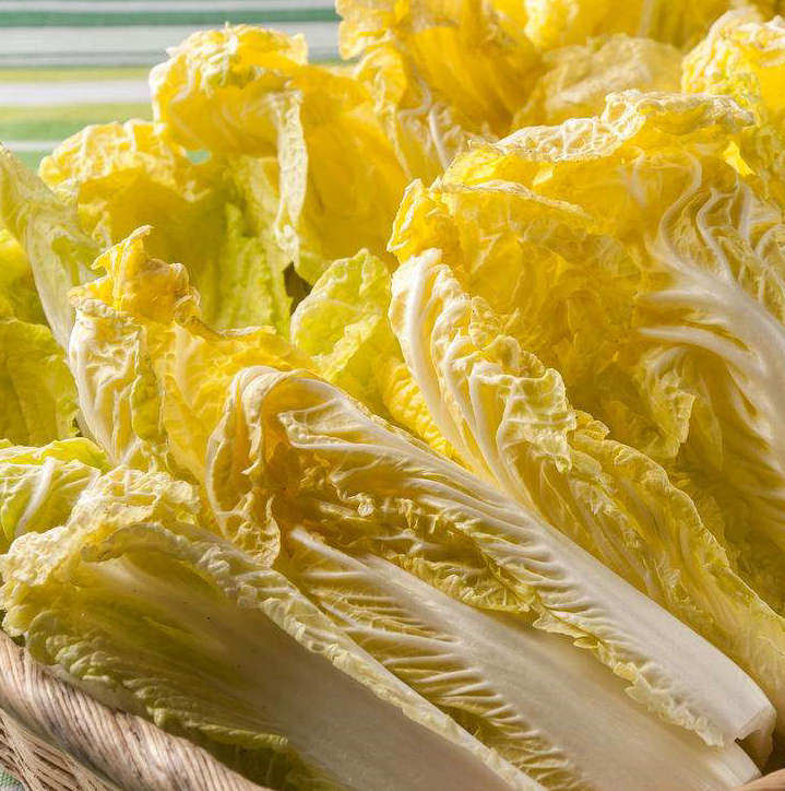 鸡蛋黄白菜种中师黄心大白菜四季快菜种子好吃家庭园艺种子