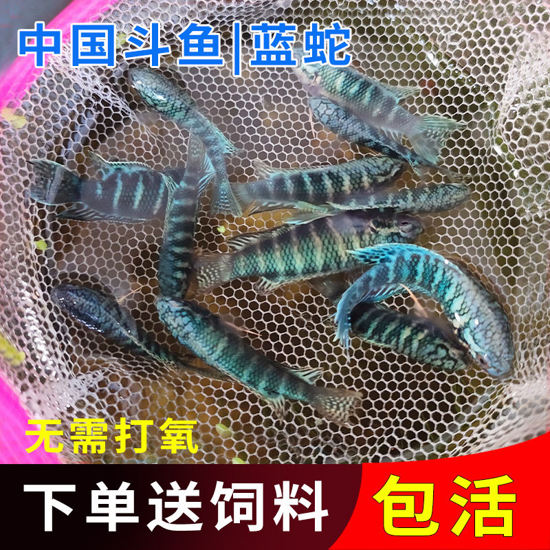 中国斗鱼普叉改良蓝蛇黄蛇蓝叉无纹蓝易养耐小型鱼