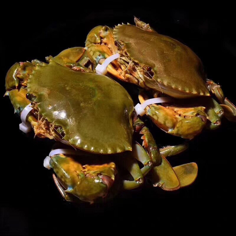 广州南沙本港蟹重皮蟹双壳蟹一蟹两壳每只2.5两一斤青蟹