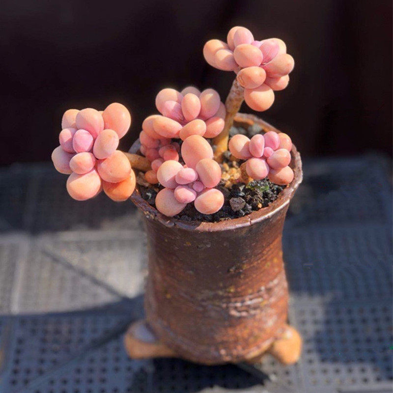 桃蛋多肉植物老桩大颗大型好养群生稀有货萌多肉植物