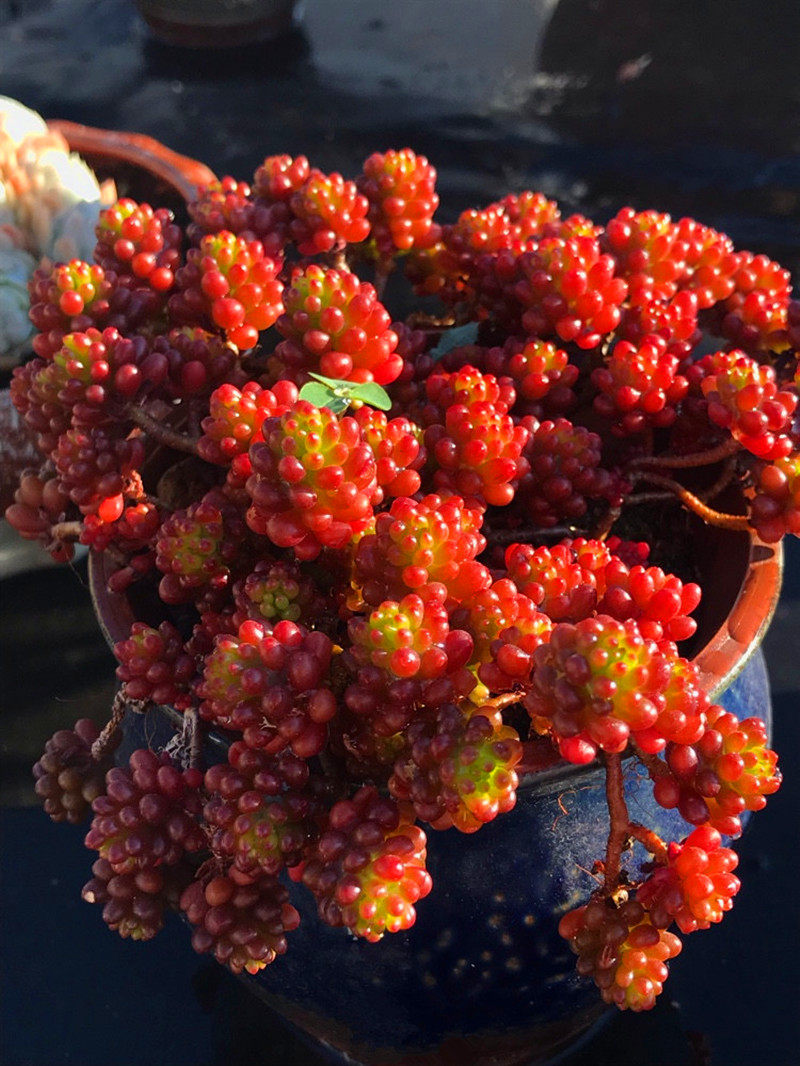 浆果红色多肉植物彩色萌肉好养盆栽老桩组合多肉植物