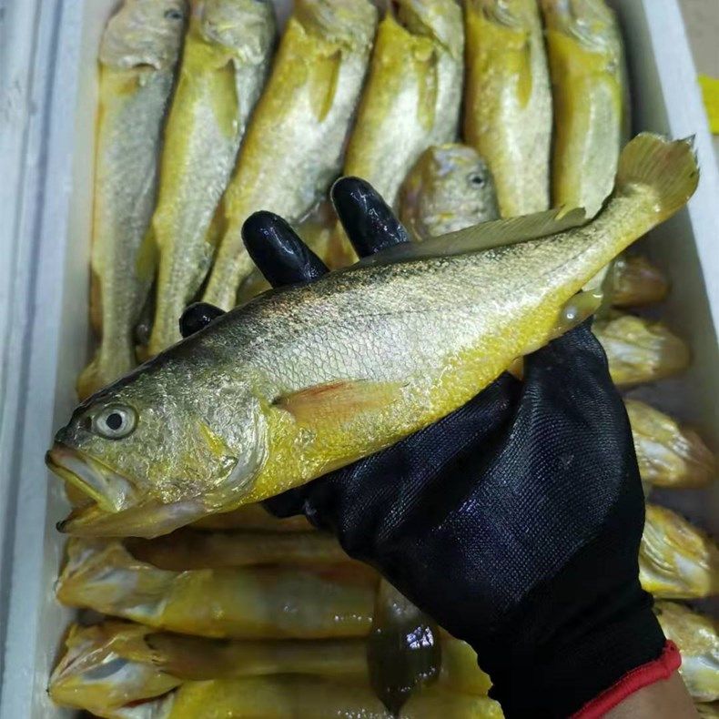 舟山海鲜深水水中黄鱼黄花鱼34两3斤装黄鱼