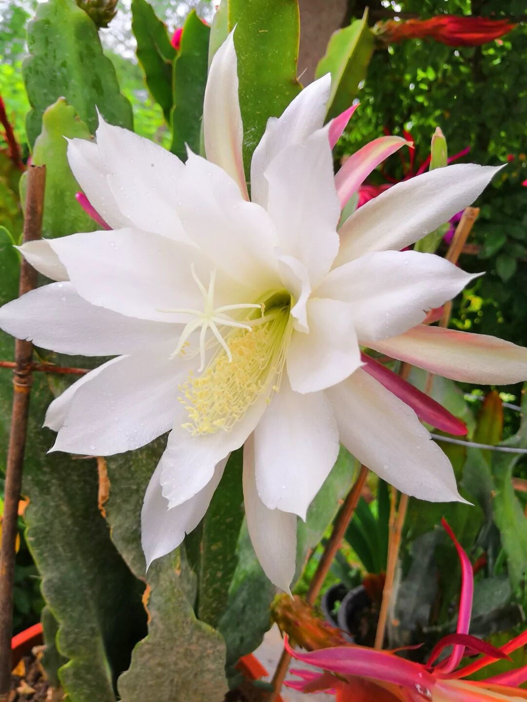 令箭荷花昙花大花重品种根苗红黄粉白多色花卉时令草本花卉