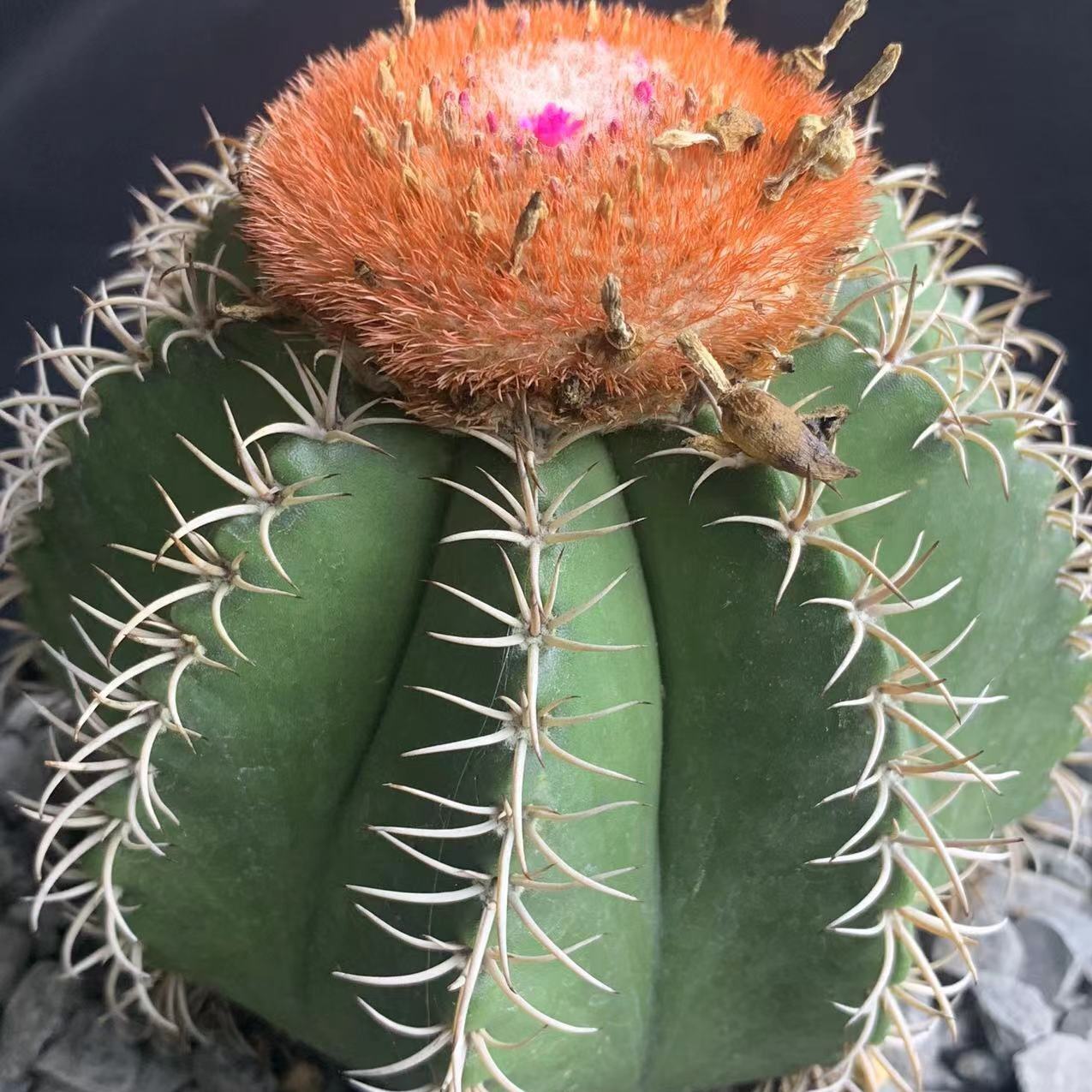 描春大颗魔云实生仙人球云属多植物硬刺开花多肉植物