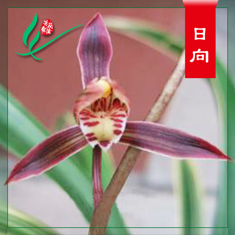 墨兰带叶兰室花苞名贵植物艺草绿植兰花栽盆国兰