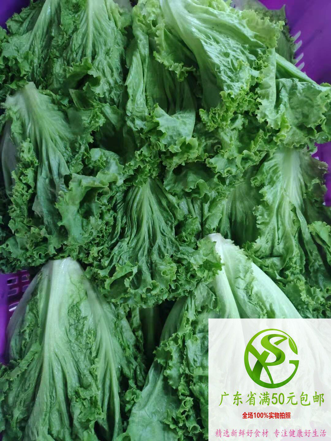 生菜新鲜绿叶散叶罗莎绿毛珊瑚西餐沙拉配菜叶菜类