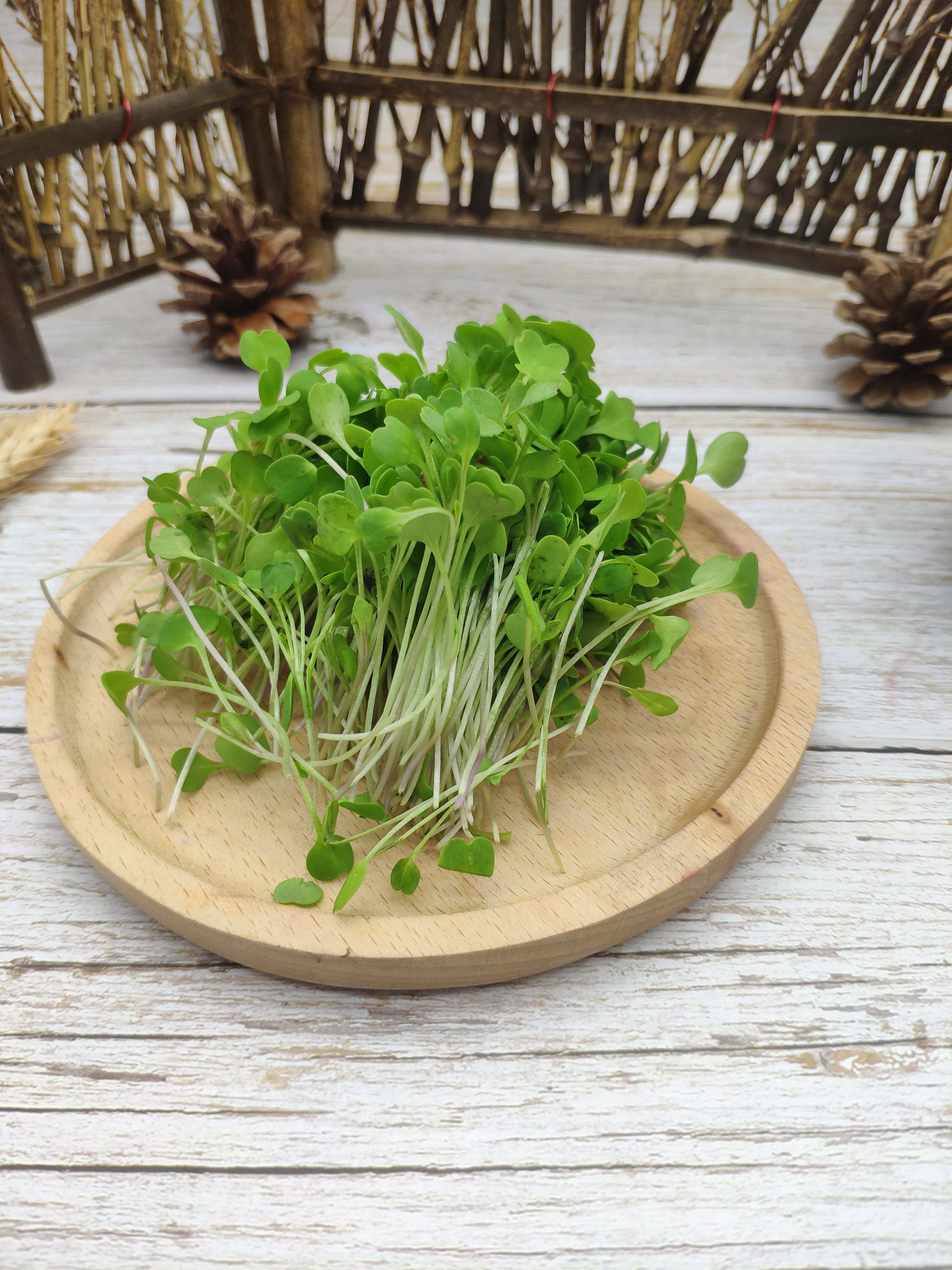 芝麻菜苗新鲜蔬菜食用苗芽微型西餐装饰摆盘其它