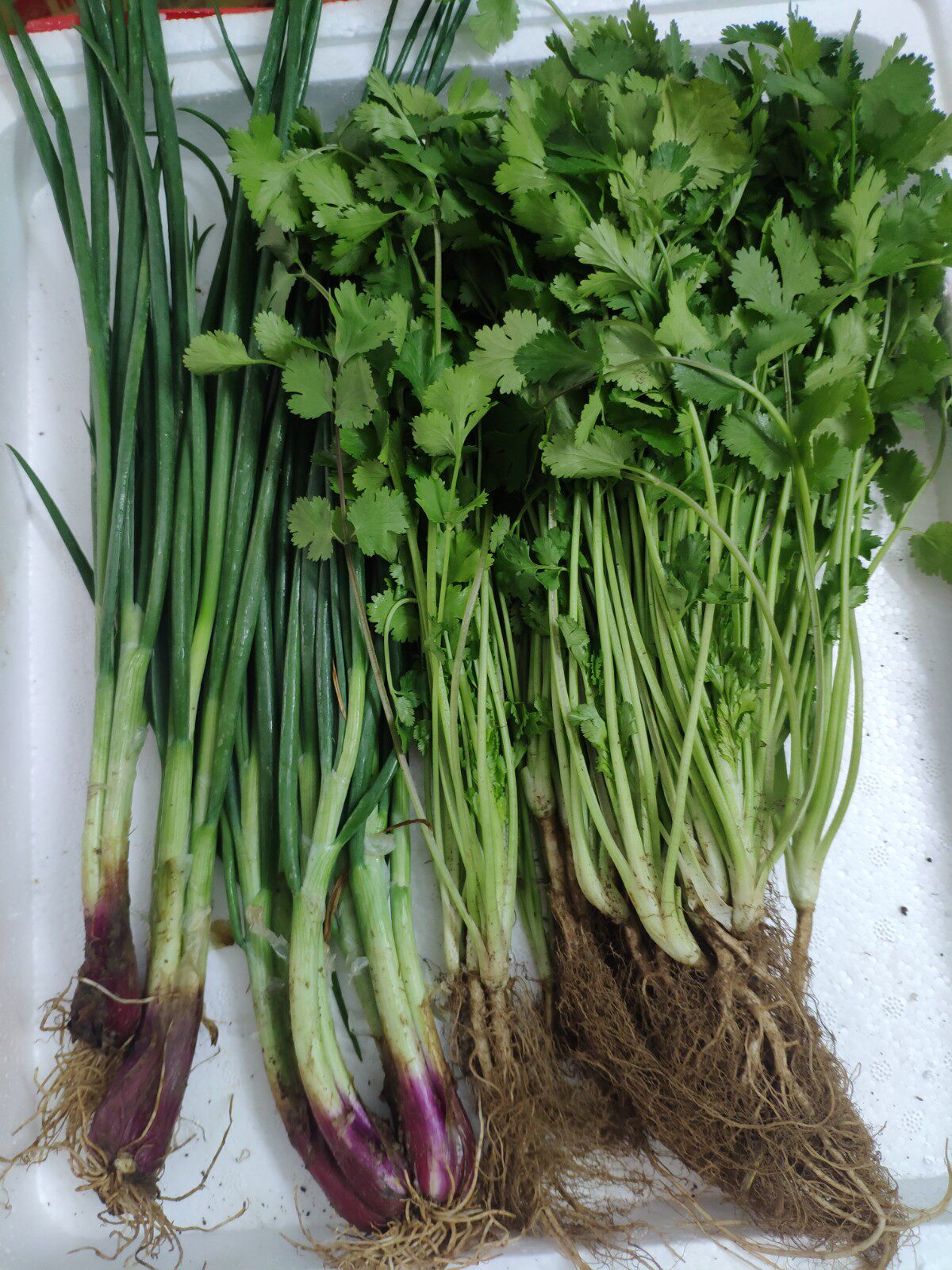 新鲜蔬菜小香香葱香菜芫茜混合1斤装调味生吃叶菜类