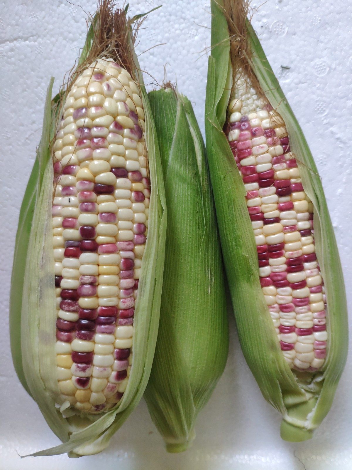 新鲜带皮玉米棒糯米粘黏甜糯玉米五彩苞米带壳新鲜玉米