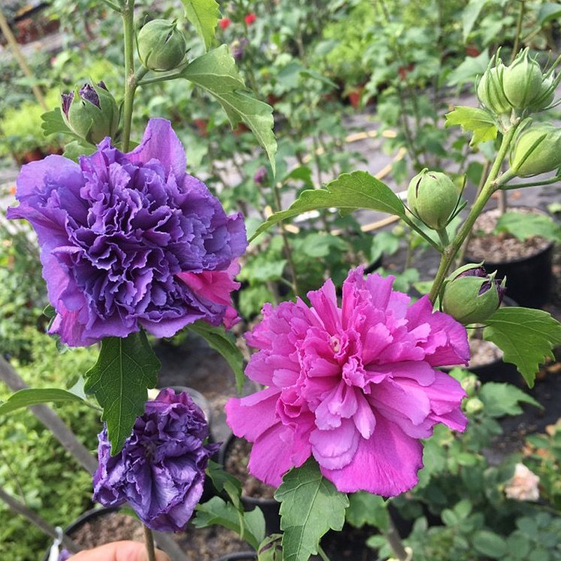 日本重瓣紫玉木槿蓝紫色花卉盆栽阳台庭院观花花卉