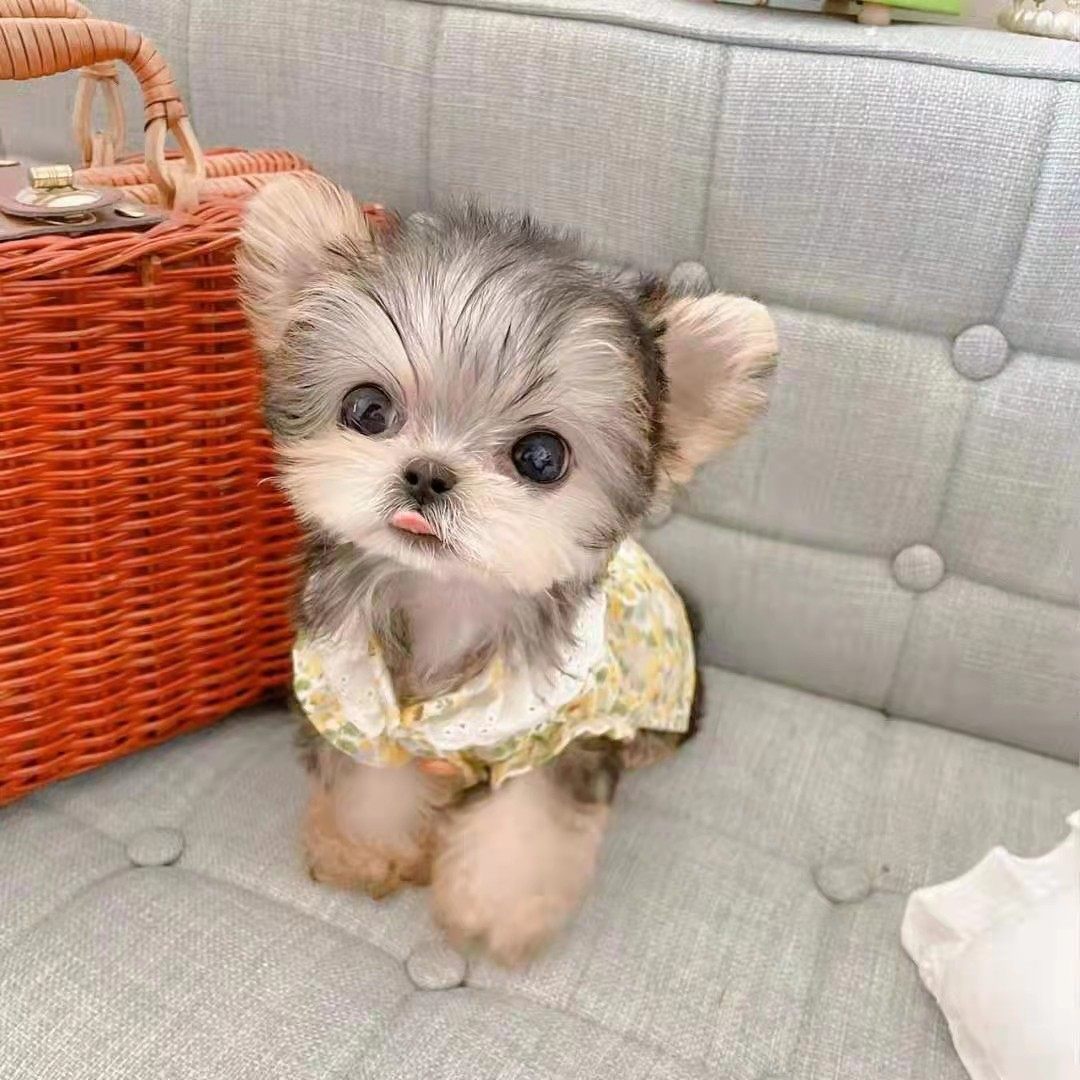 约克夏幼犬纯种活体金头银背约克夏幼崽小型茶杯犬长不大的宠物狗