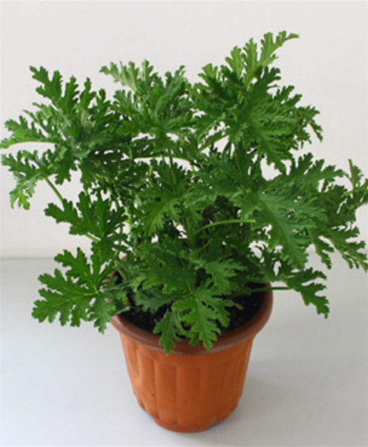 蚊虫绿植植物驱蚊盆栽避蚊花卉室内外庭院四季绿植