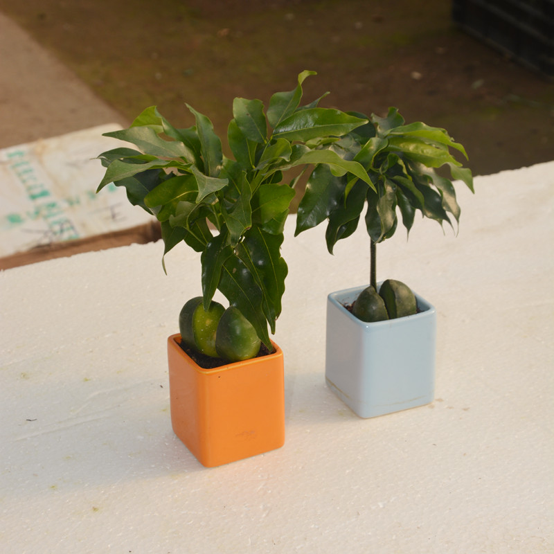 迷你植物【开心果】室内花卉 元宝树绿元宝招财进宝盆栽套装包邮