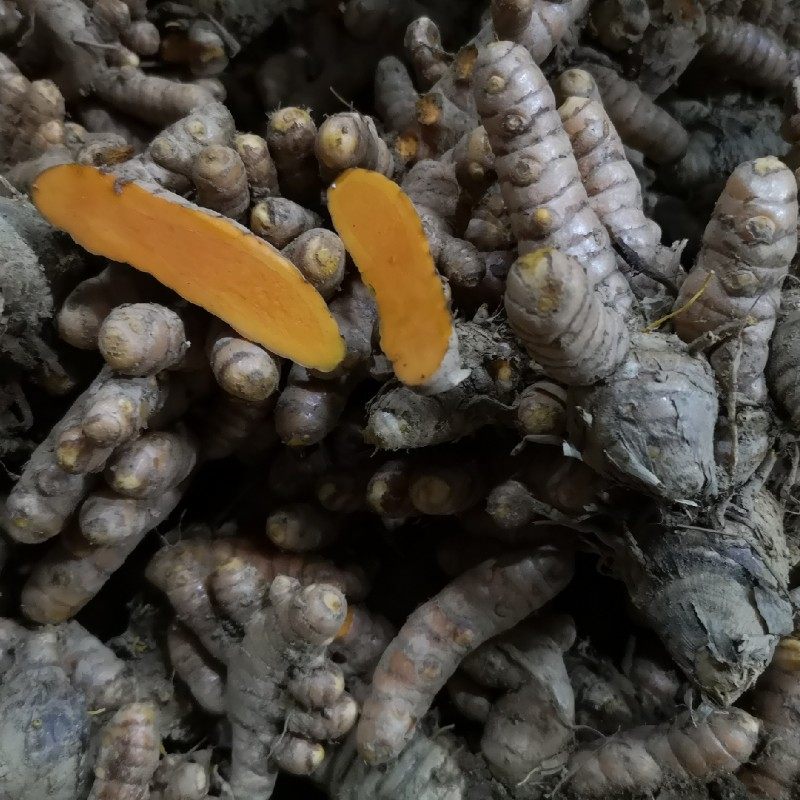 新鲜黄姜红肉染色姜咖喱咖喱月子东南亚餐厅食材生姜