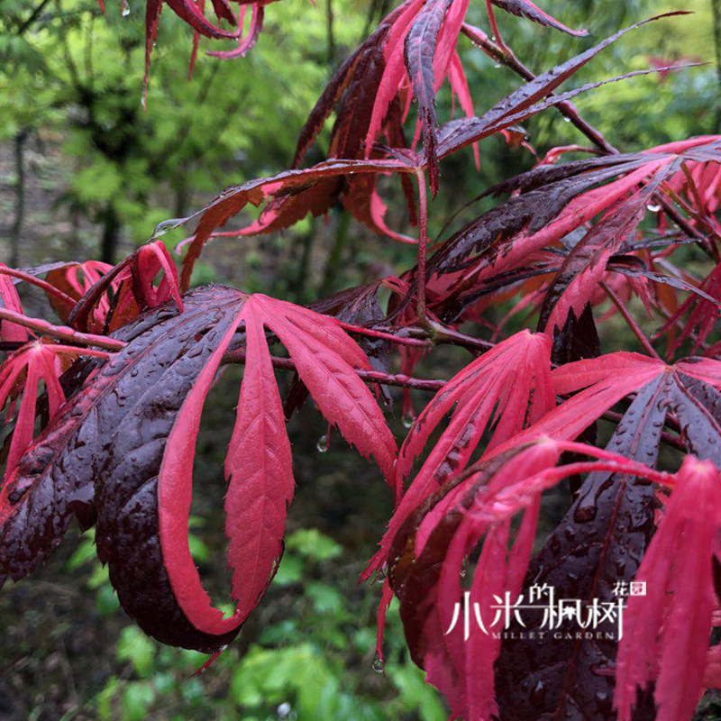 彩虹日本枫树进口新品种展示庭院阳台花园红枫观叶