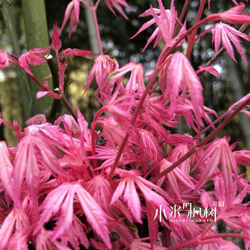 枫树红枫伊豆日本名贵稀有品种粉红叶色盆栽观叶