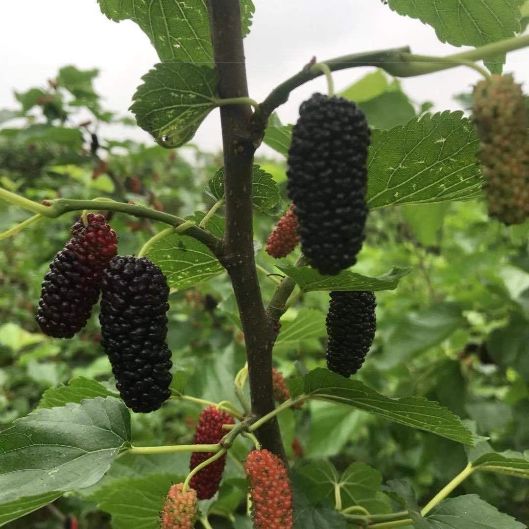 强桑1号高蛋白高产量养蚕桑树树苗桑叶饲料桑蚕果树