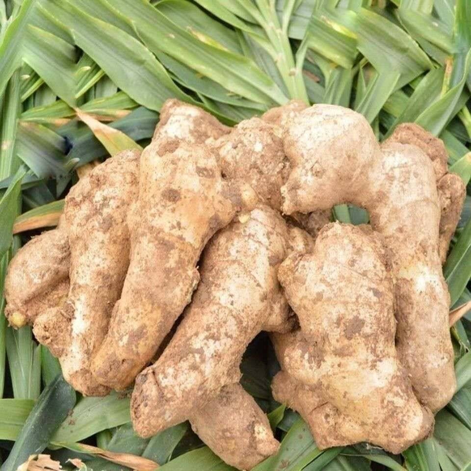 老姜生姜姜老姜泥鲜姜块带姜生姜块大新鲜月子10斤生姜