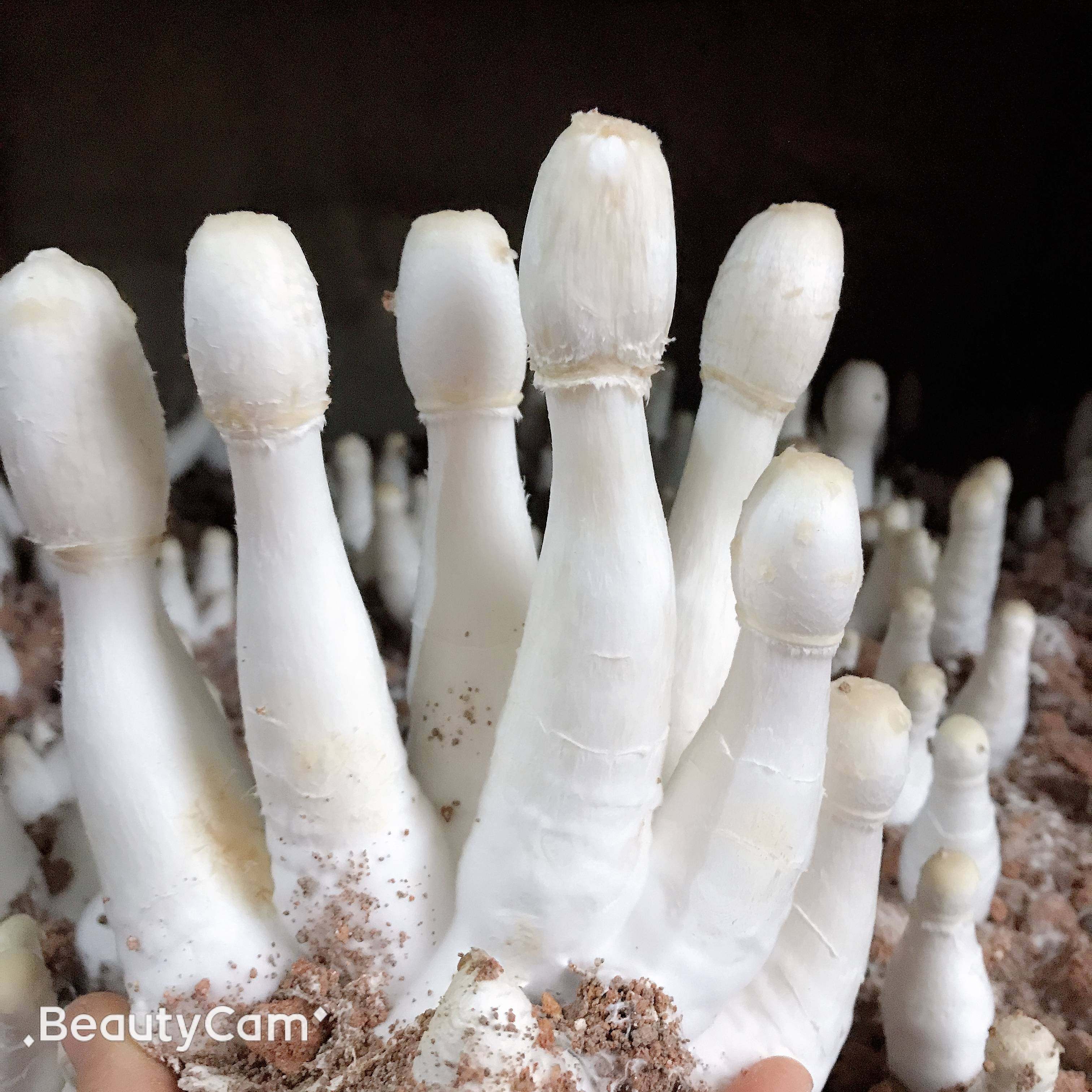 鸡腿农家新鲜特级干货干净无泥泥沙磨菇香菇香菇类