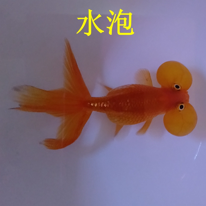 观赏鱼金鱼活体淡水鱼黑碟尾兰寿珍珠鸿运当头水泡红狮草金鱼活鱼