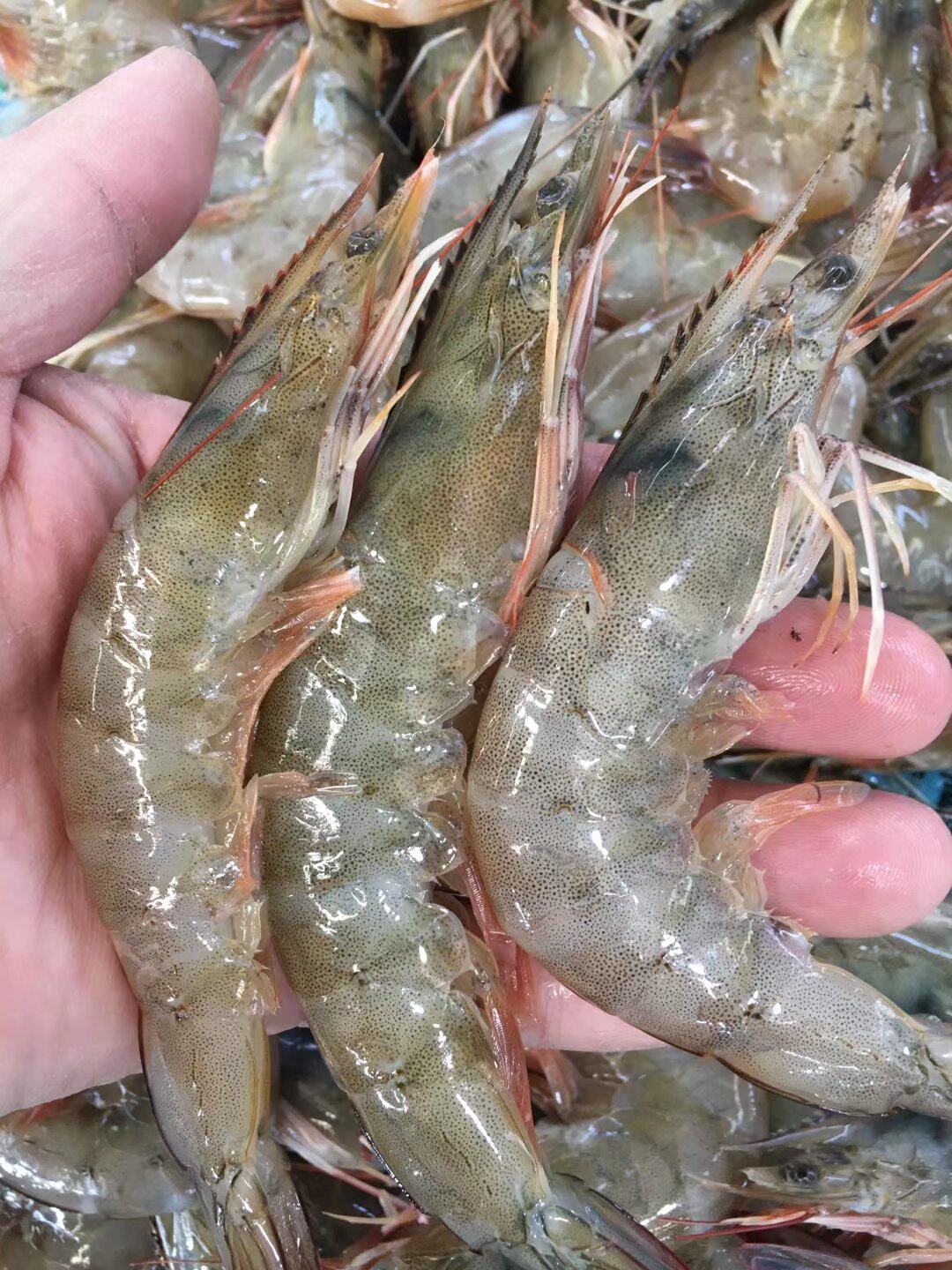 对虾鲜活水产南美美白食用活虾冷冻美味爽口冻虾