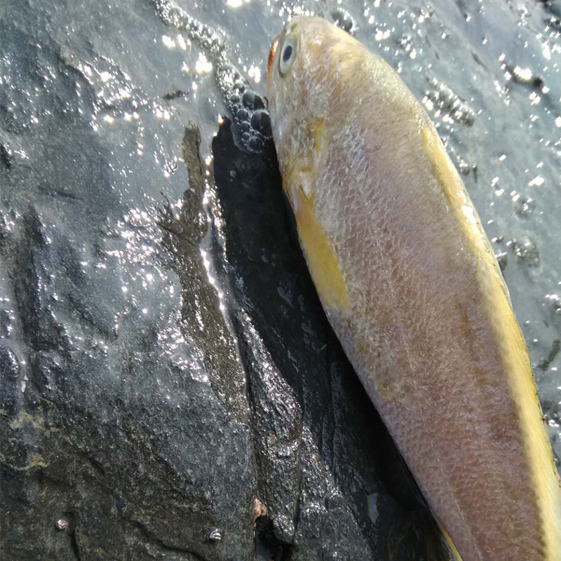 大连海鲜水产小黄黄鱼野生新鲜鱼类鲜鱼深海马鲛鱼