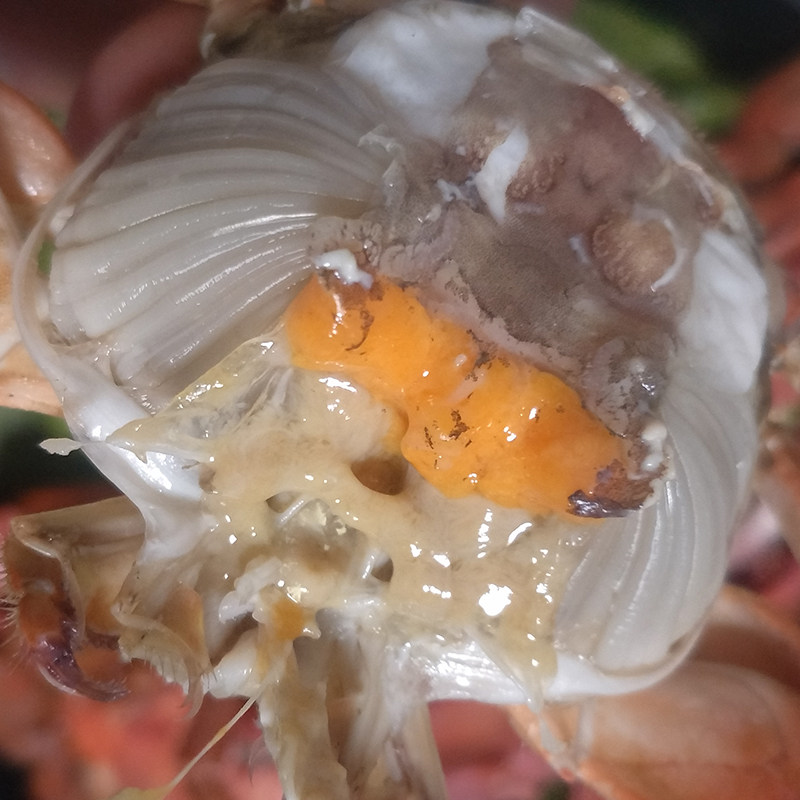 大连连海鲜花盖蟹石鲜活蟹石甲大花蟹海捕海螃蟹青蟹