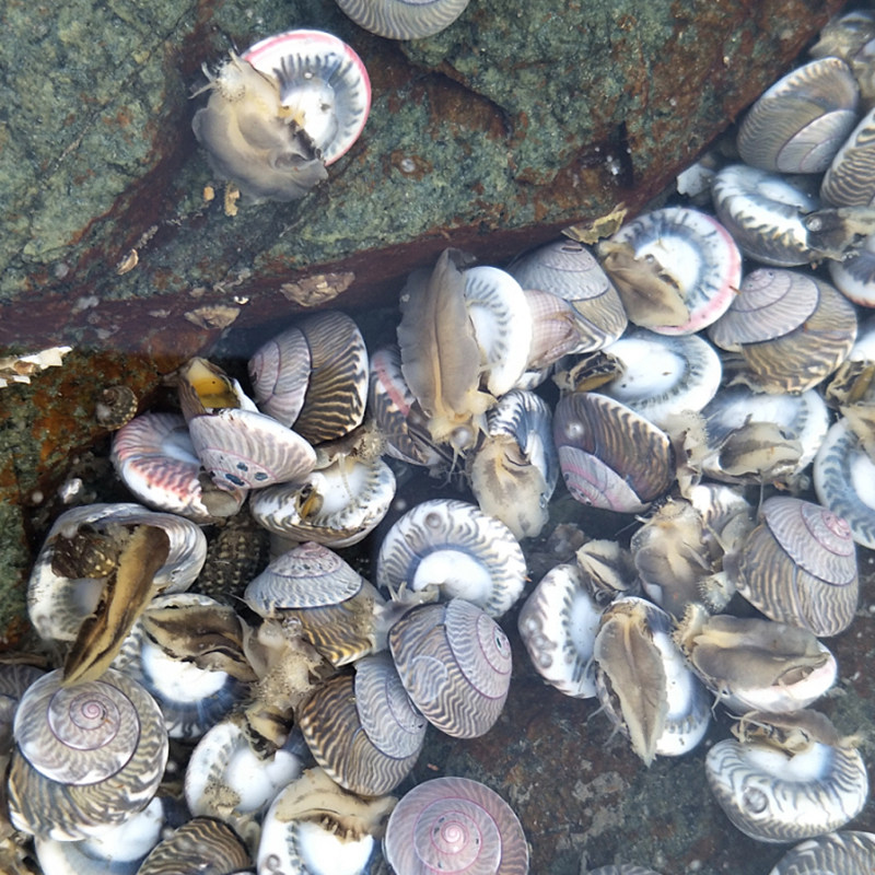 大连特产鲜活大海钱儿乌钱香螺海鲜海螺泥螺新鲜泥螺