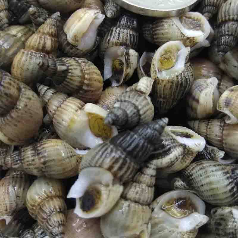 大连海鲜海瓜子海小海螺海波螺尖螺海野生大海螺丝蛏子