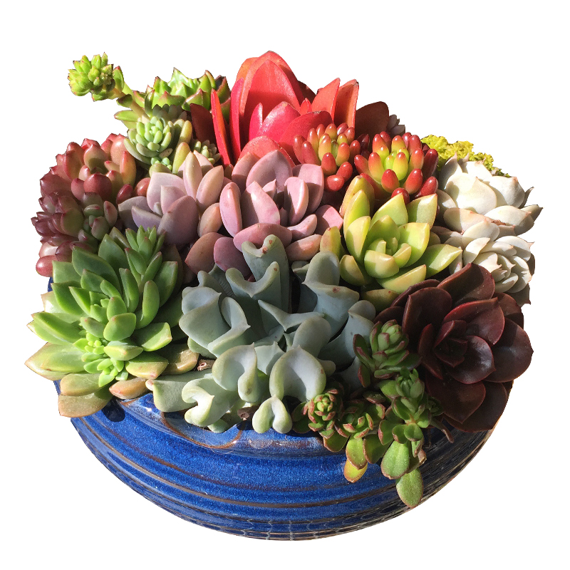 多肉植物肉肉组合盆栽含盆微景观新手创意拼盘栽好成品发货新品