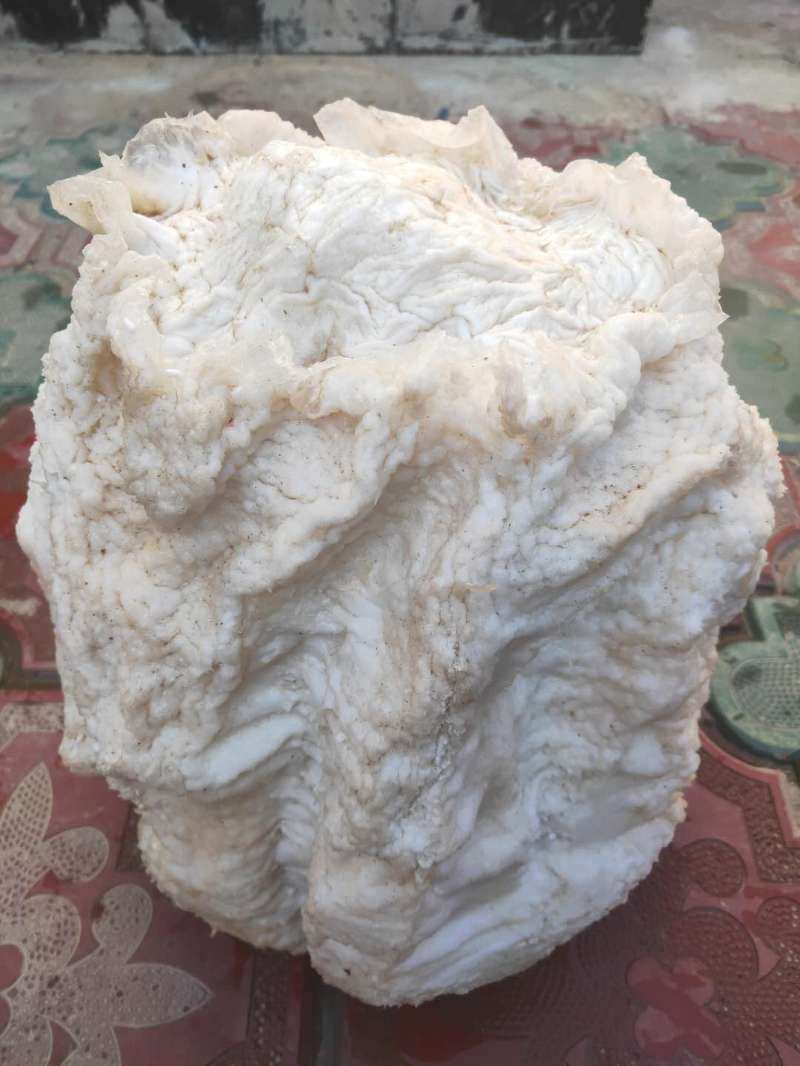 千年精品百年一遇太岁灵芝野生整体17斤完好灵芝制品